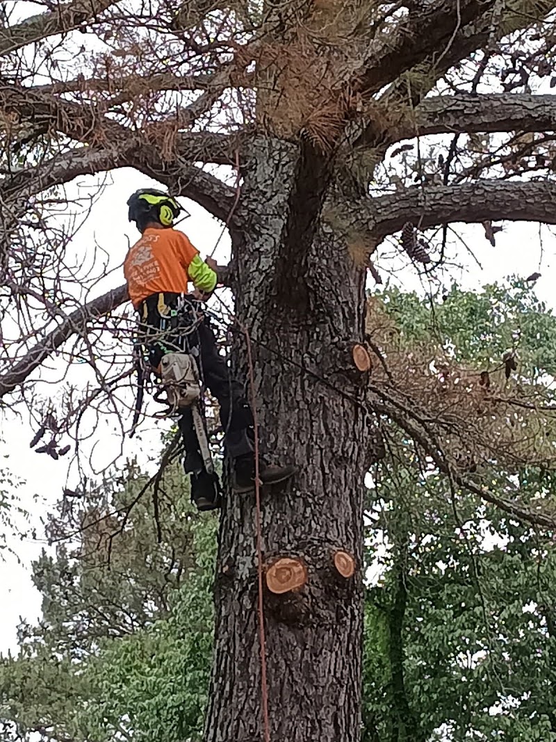 Treedog's Tree Service LLC