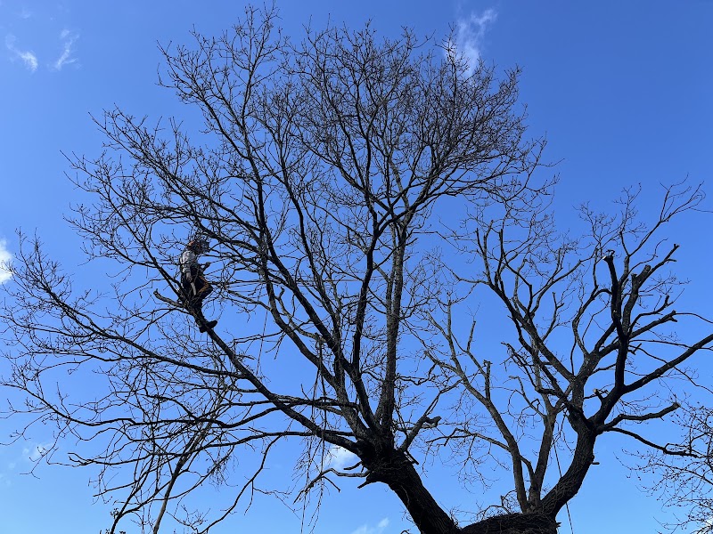 Went To Mow - All things Trees