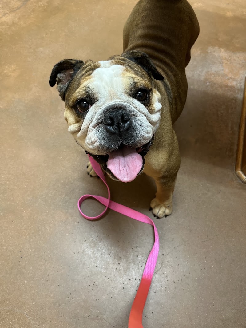 FM 1488 Animal Medical Center