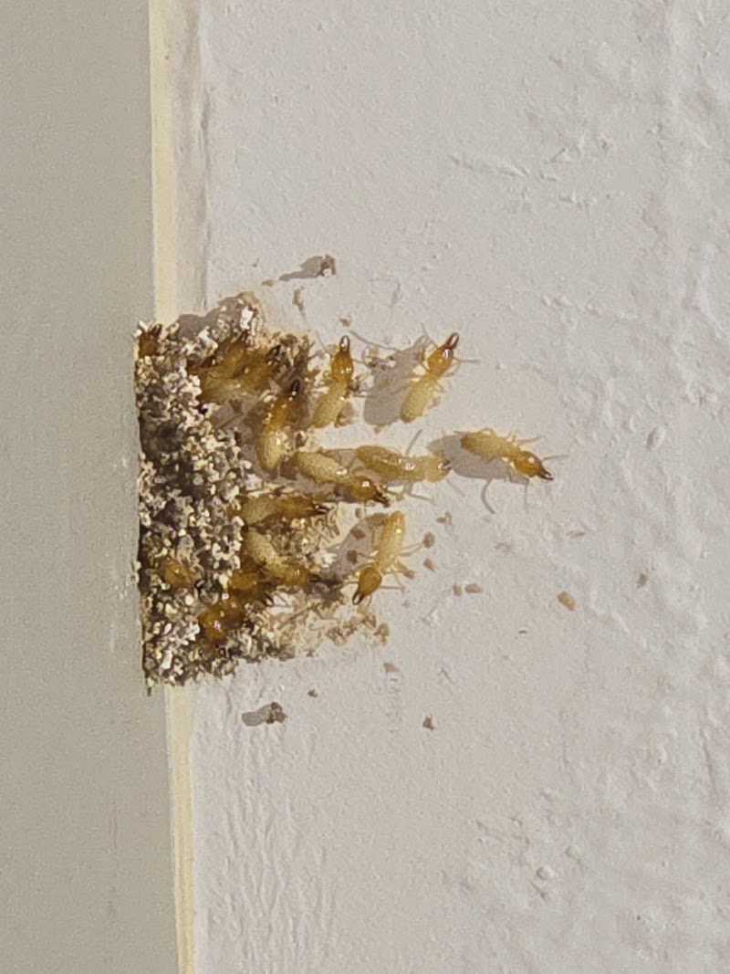 Old Reliable Pest Control