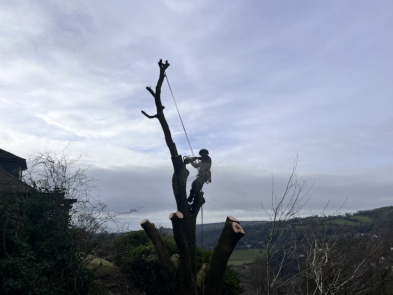 ADC Tree Care