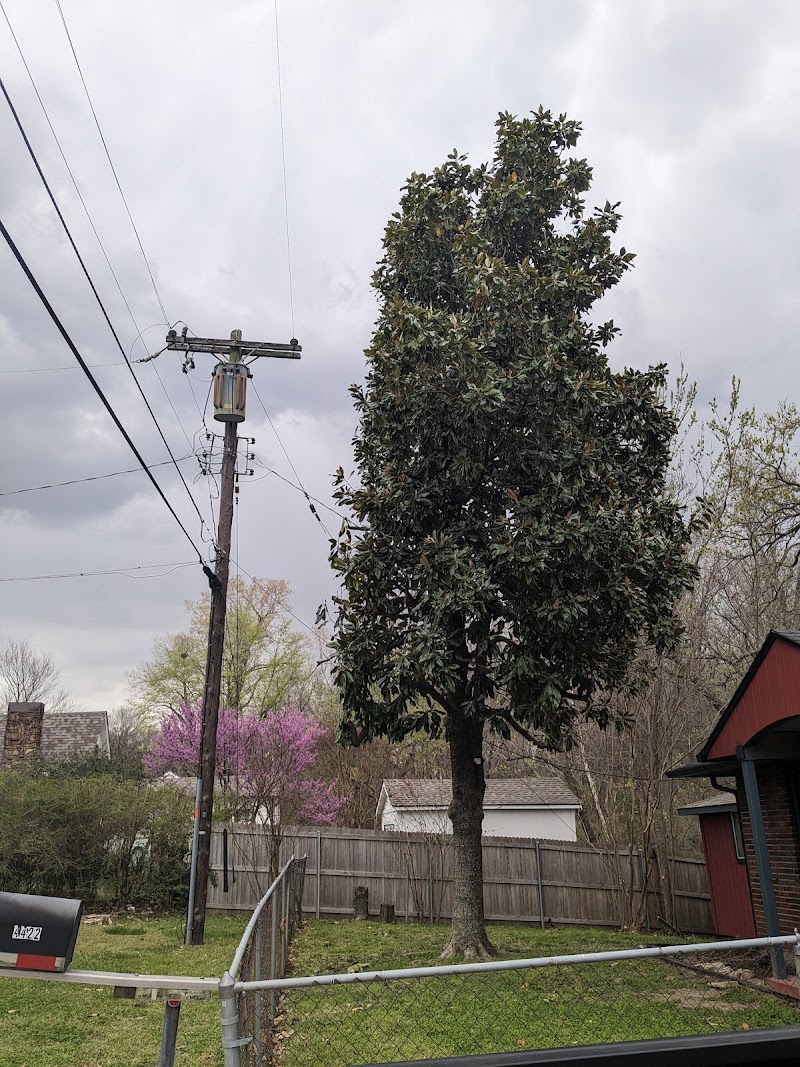 Top Notch Tree Service