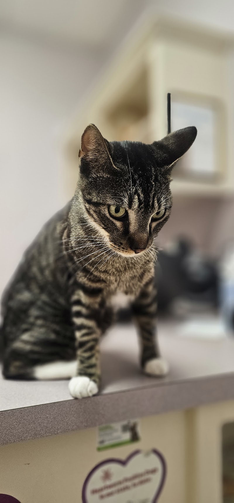 Tender Paws Animal Hospital: Ree Joan DVM
