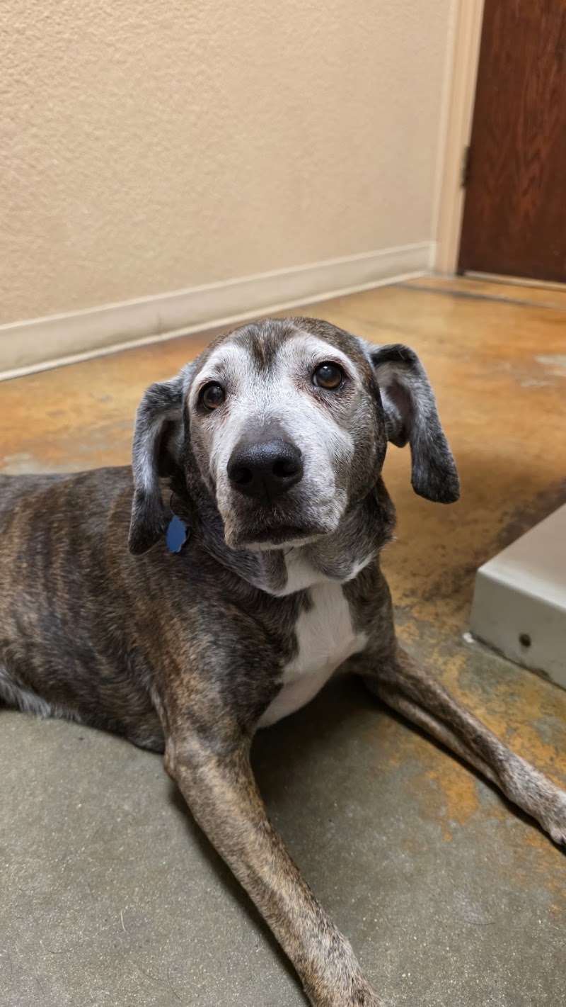 Lake Parkway Animal Hospital