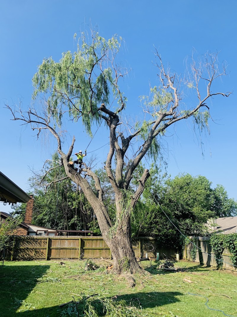 Professional Tree Care by Jason LLC