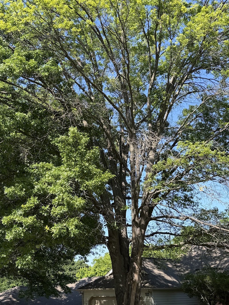 Davis Family Arbor Services, LLC