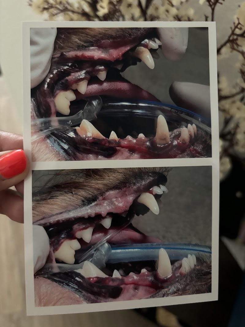 Houston Pet Dental