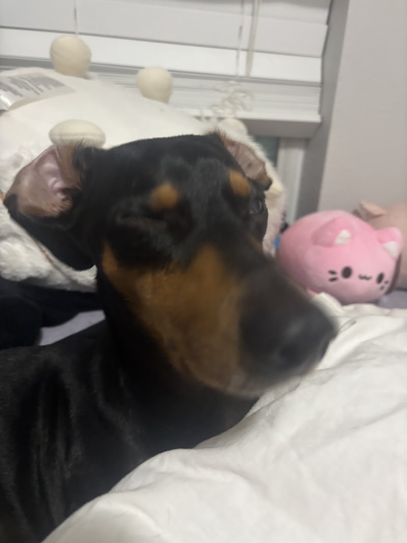 Affordable Pet Clinic Kingwood