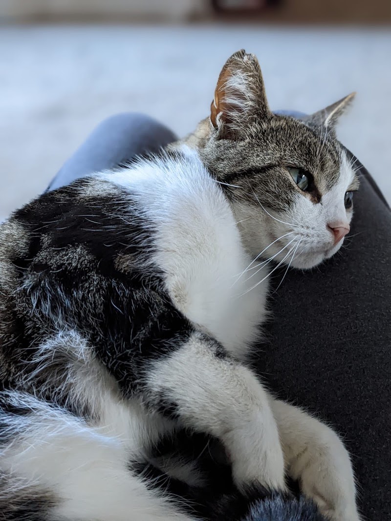 Vets for Pets Oadby