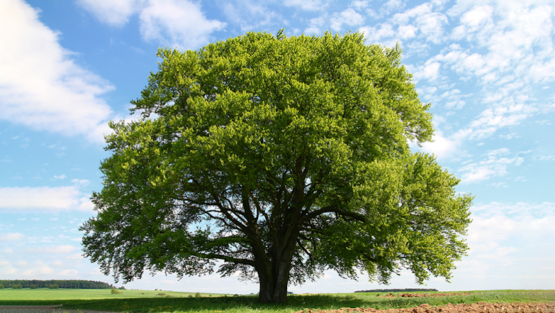 Greenman Tree Services