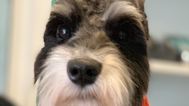 Town and Country Pet Salon