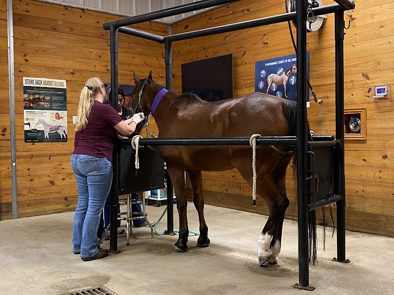 Lone Star Equine Sports Medicine