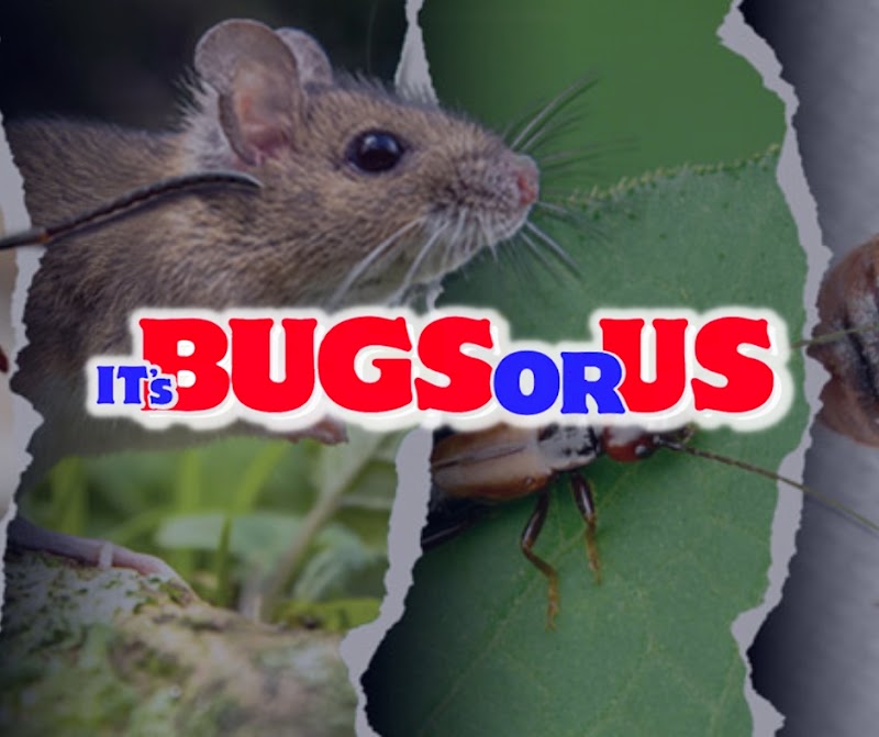It's Bugs Or Us Pest Control - Houston