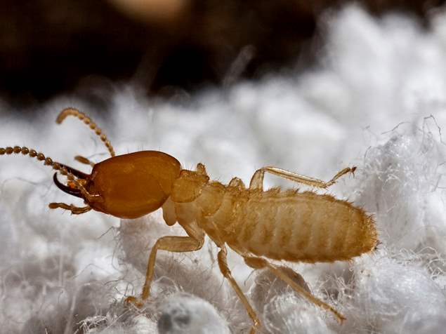 Bio-Tech Pest Control