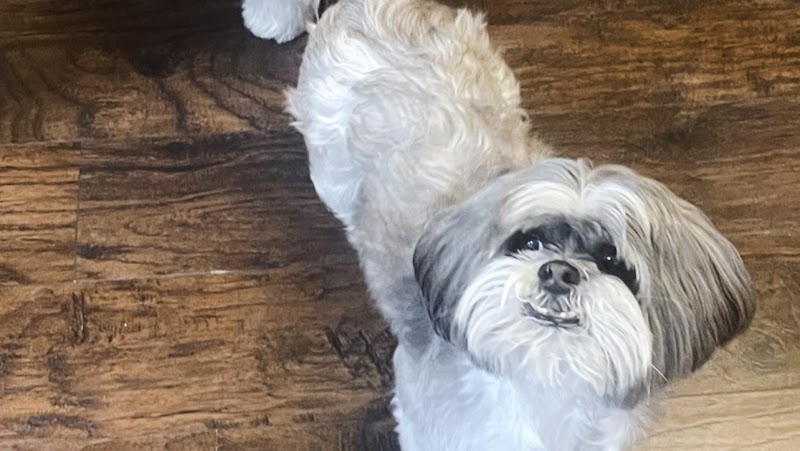 Jauja Pet Grooming Greenwich