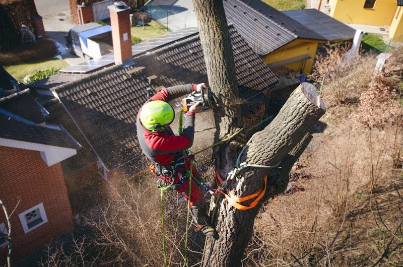 LNeedham Tree Services