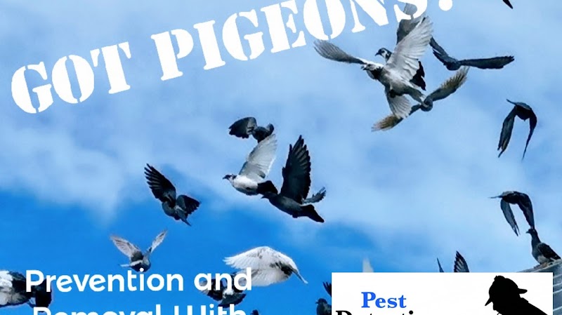 Solar Panel Pigeon proofing Lincolnshire