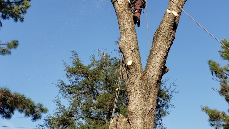A J Tree Service