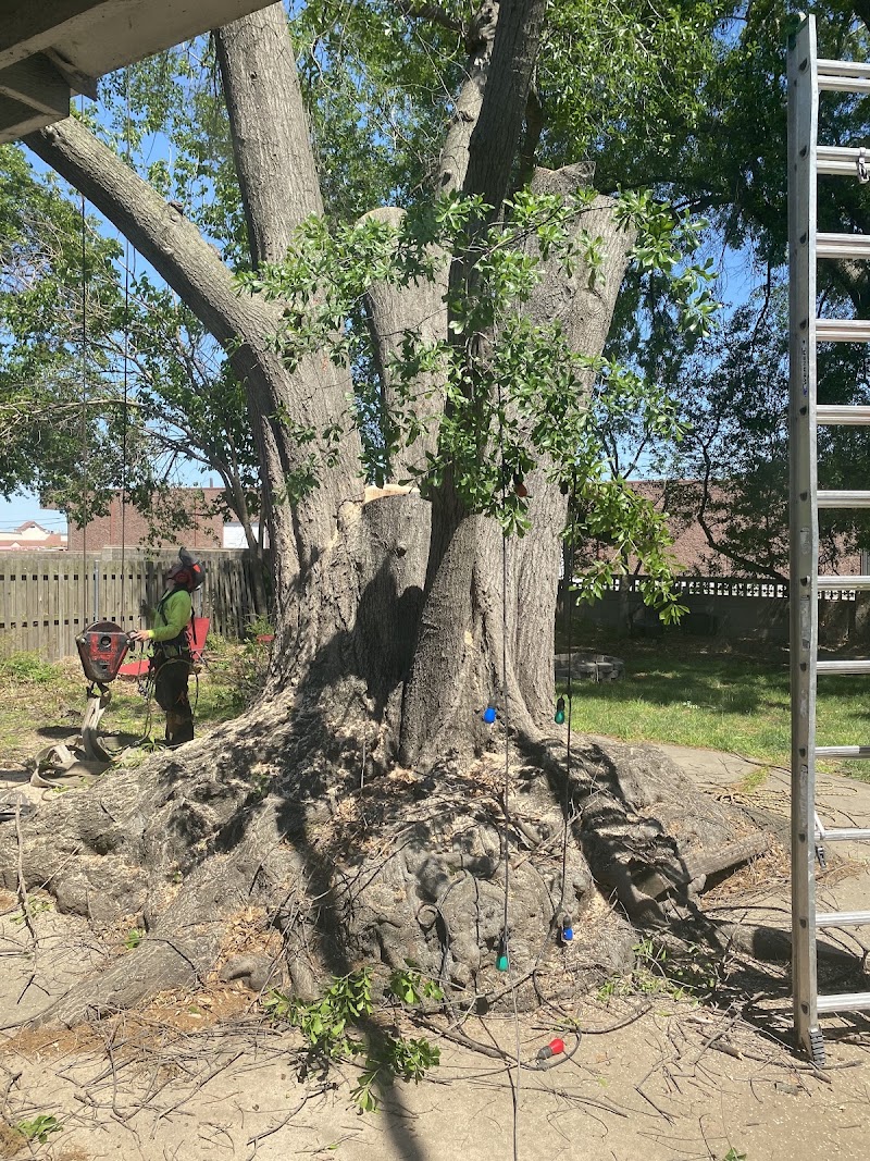 4M Tree Service