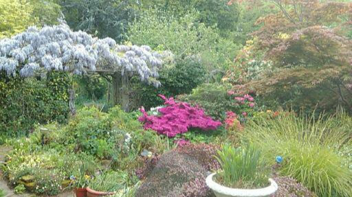 Daniel Scanlan Garden Services