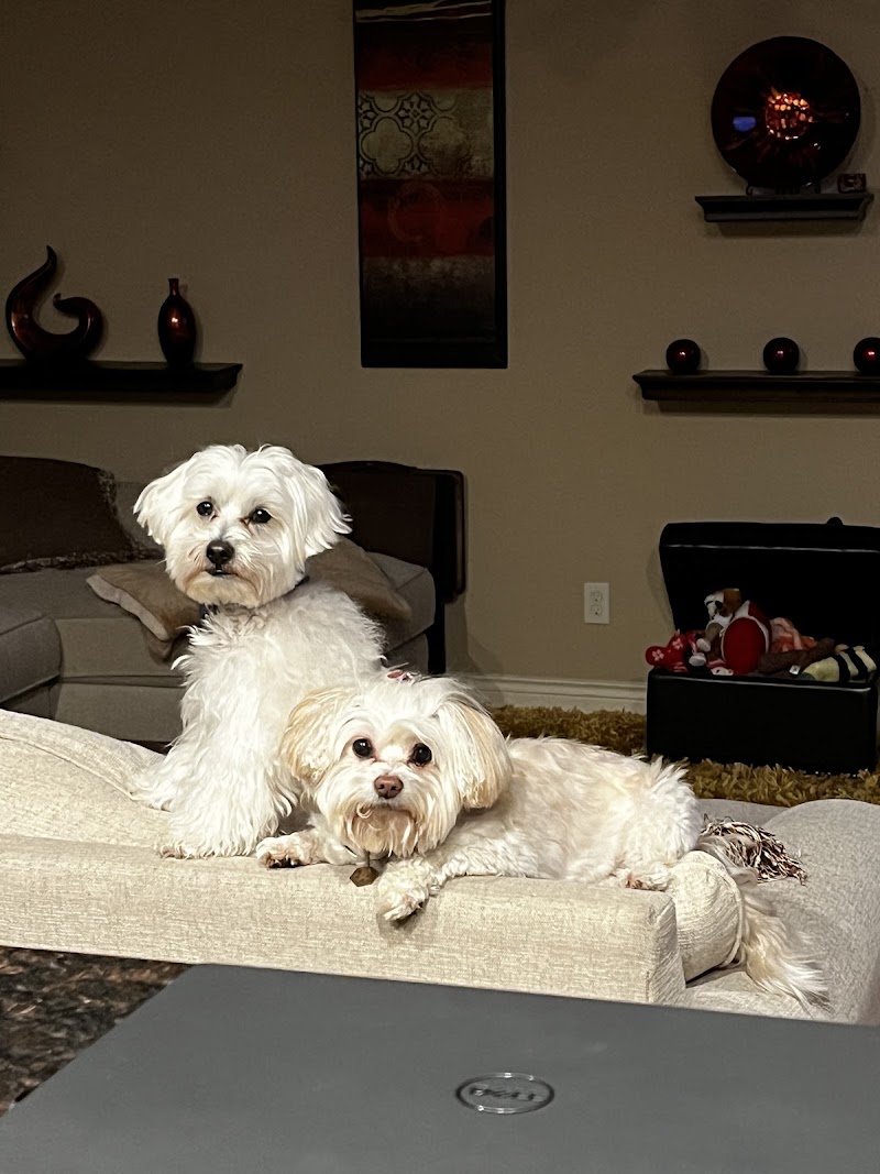 Integrative Veterinary Services