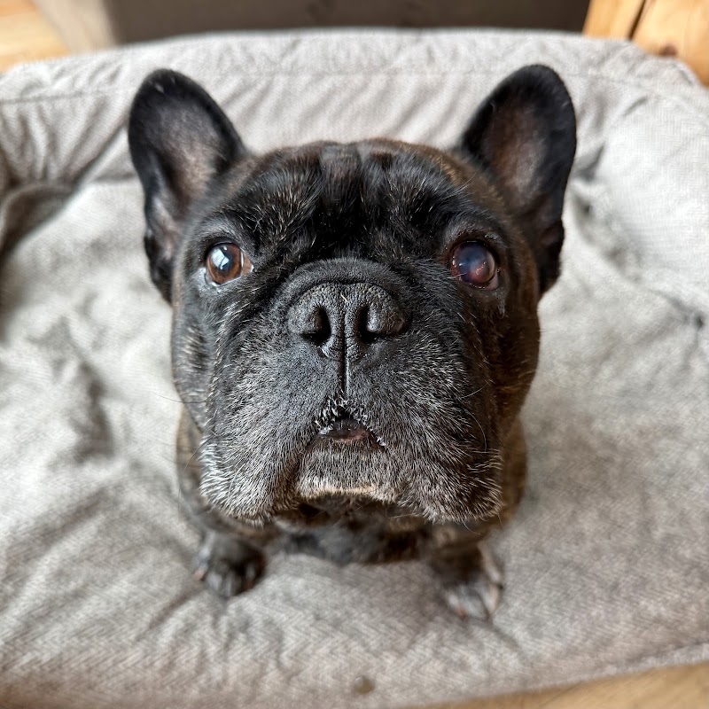 Veterinary Eye Center - Connecticut