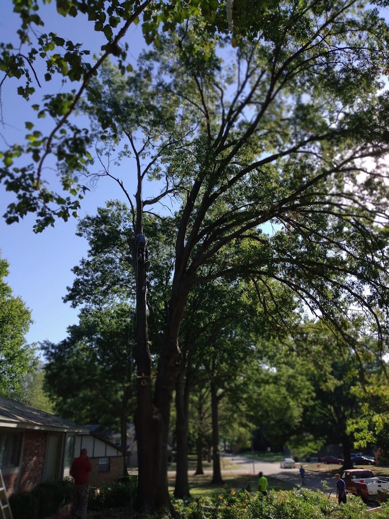 Timber Tree Care