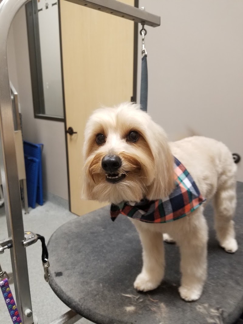 Grooming by Leigh Anne at Forest Crossing Animal Hospital