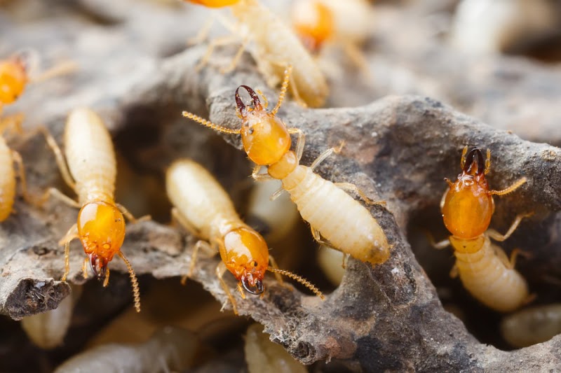 Final Stepp Pest Control