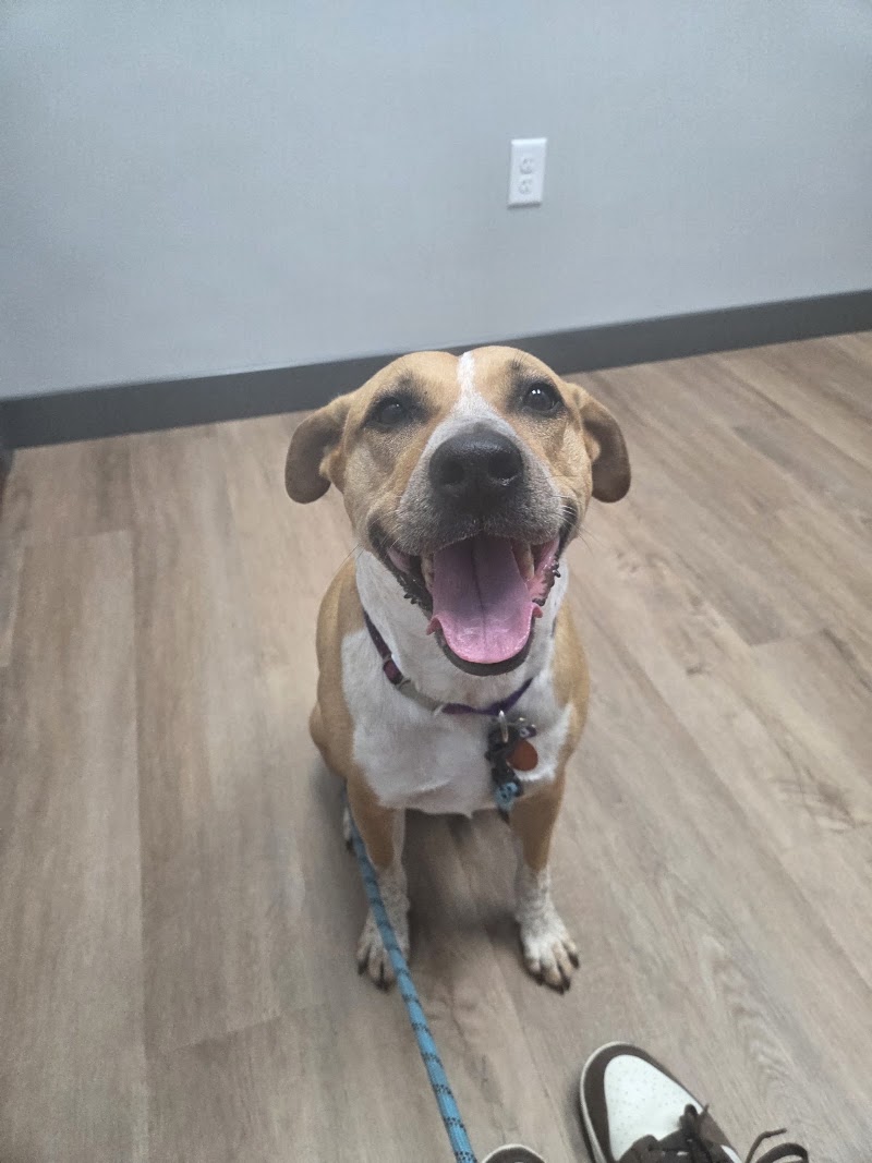 Livewell Animal Hospital at Harper's Preserve
