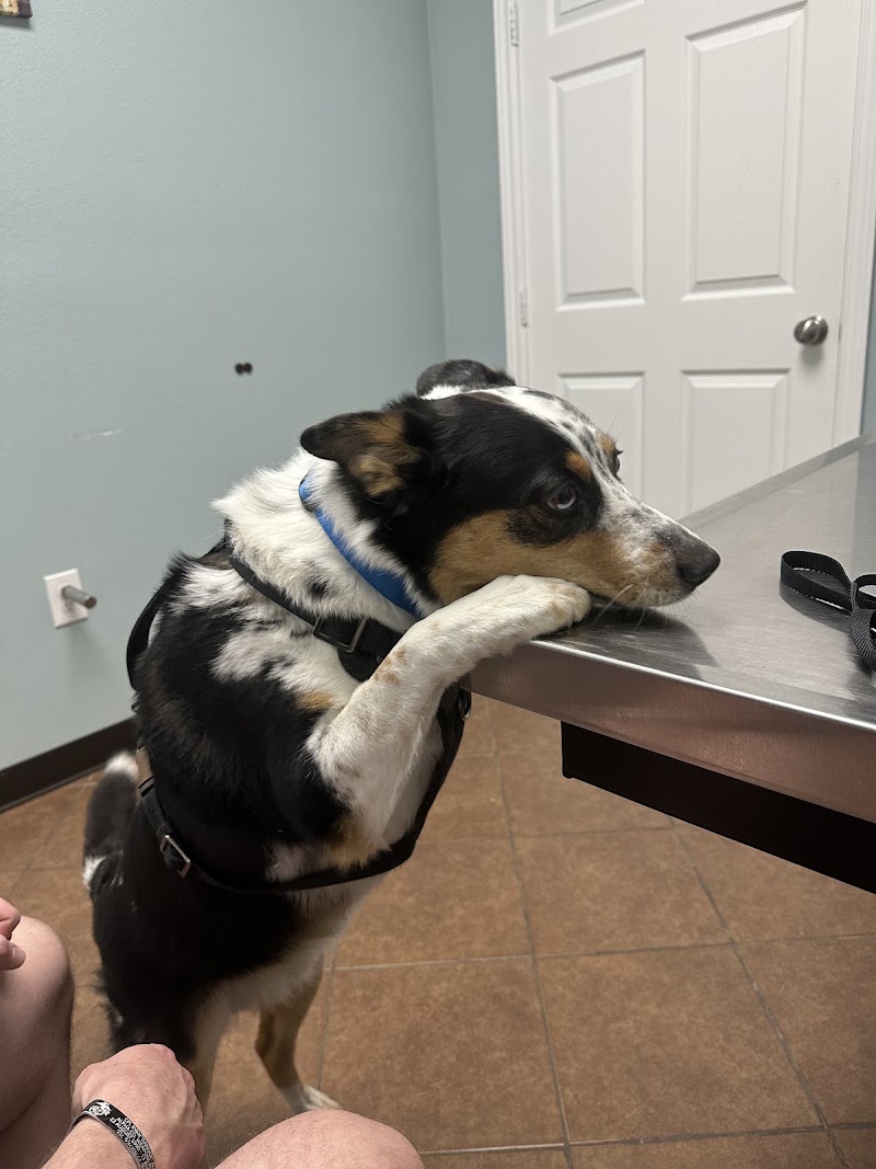 Willis Animal Hospital