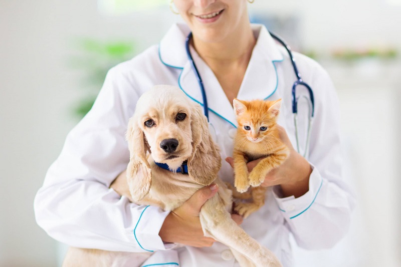 242 Animal Hospital
