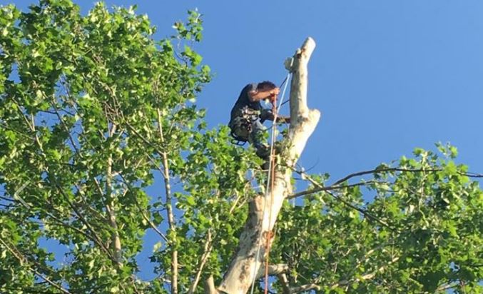 D & S Tree Service