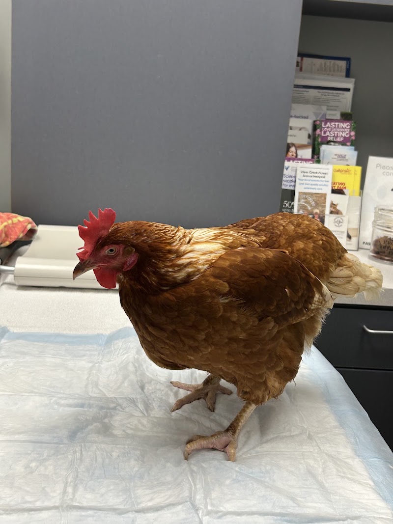 Clear Creek Forest Animal Hospital