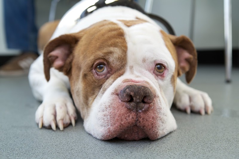 The Park Veterinary Group