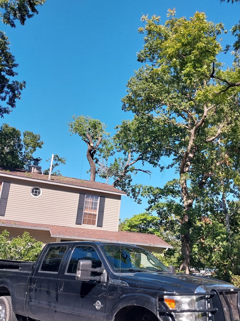 Tree Service