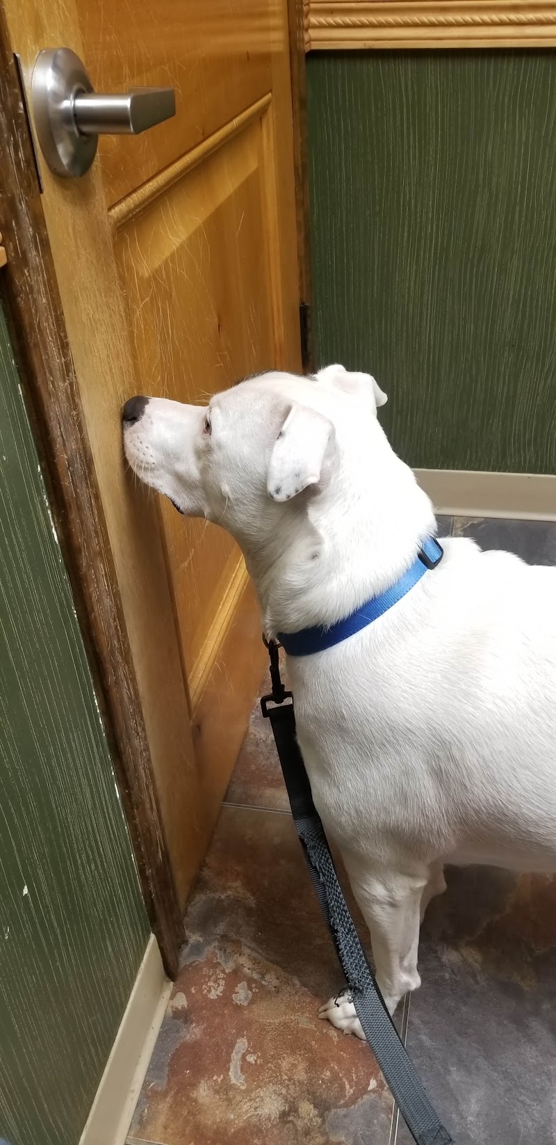 LoneStar Veterinary Hospital