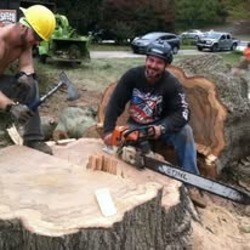 Safeco Tree Service