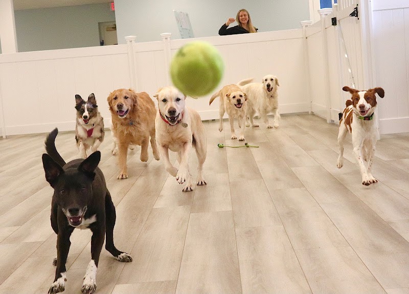 PAWS of Greenwich Canine Club
