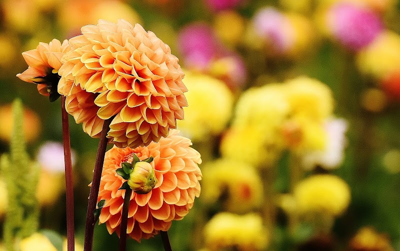 Garden King