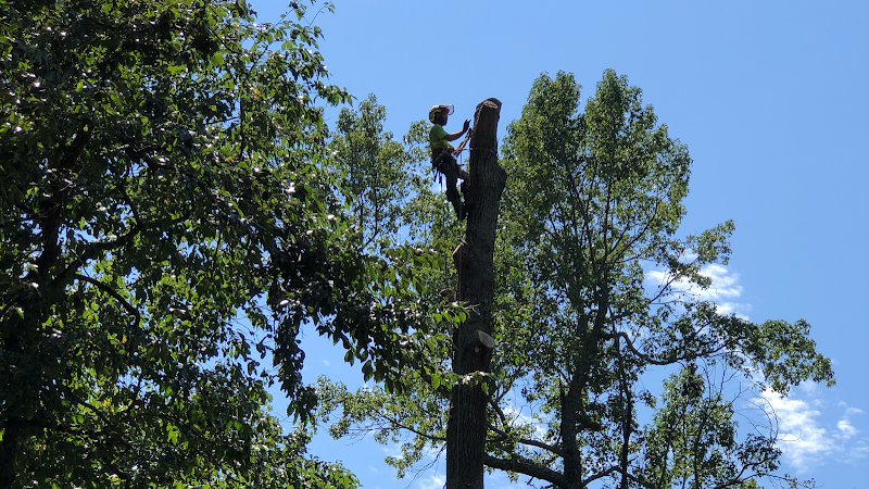Atreeremoved