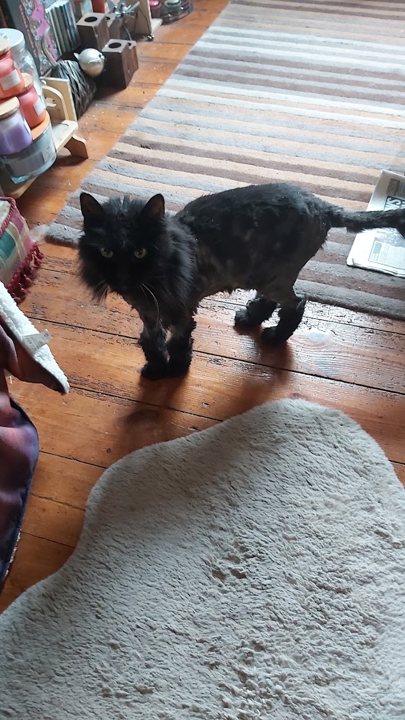 Bubu Pet