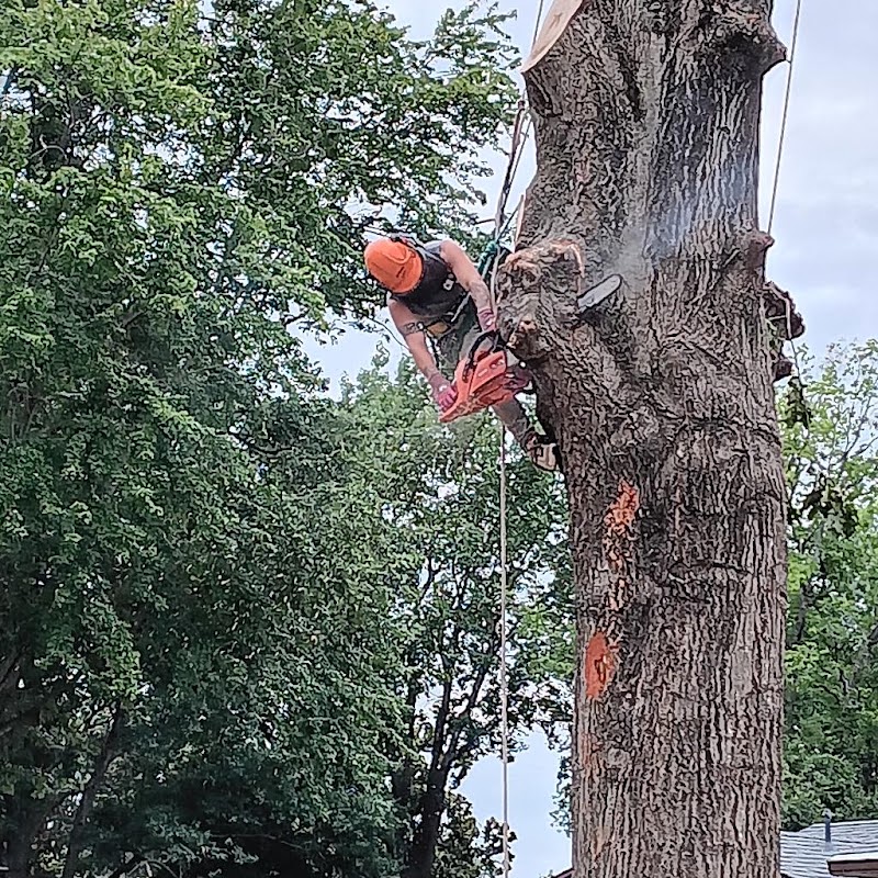 Rebel Tree & Landscape Service