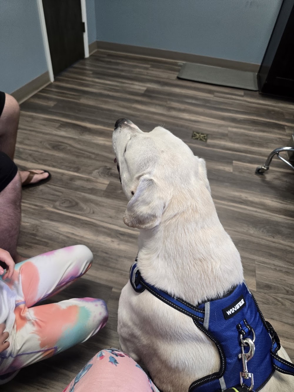 Walnut Grove Animal Hospital