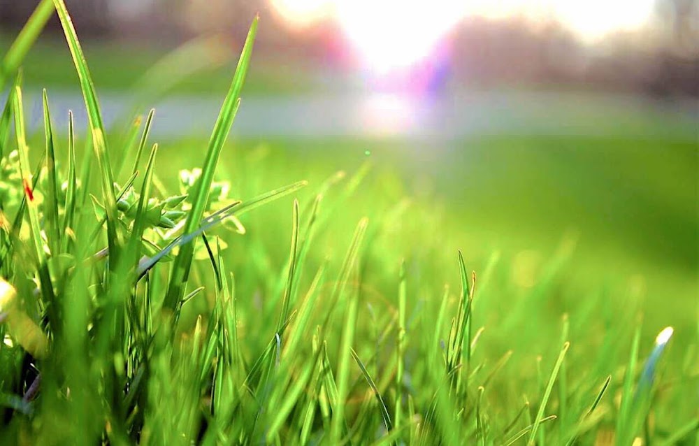Yard Pros Lawn Care, LLC